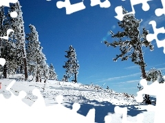 trees, winter, Conifers, Sky, viewes, Snowy