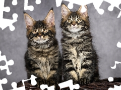 Two cars, Maine Coon, basket, cats