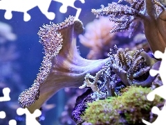 cay, deep-sea, coral