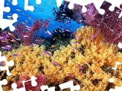 coral, underwater, reef