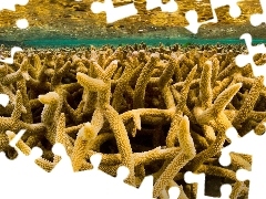 sea, Corals