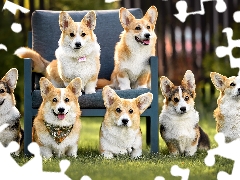 Welsh corgi cardigan, Dogs, Armchair