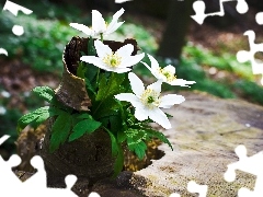 Flowers, Anemones, cork, White