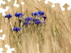 cornflowers, corn