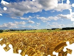 Sky, clouds, corn, White