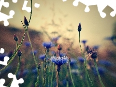 cornflowers