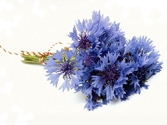 cornflowers, bunch, Blue