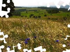 cornflowers, Field, corn