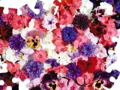 cornflowers, pansies, Flowers, phlox, color