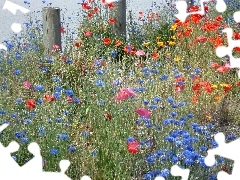 cornflowers, Meadow, papavers