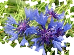 cornflowers