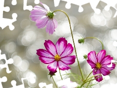 Blossoming, Three, Flowers, Cosmos