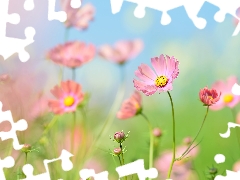 Flowers, Buds, blur, Cosmos