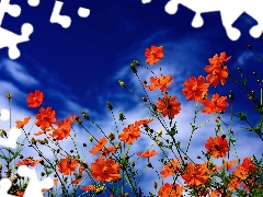 Cosmos, Sky, Flowers