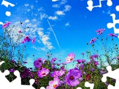 Laka, Flowers, Cosmos, Sky