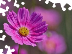 Cosmos, Flowers, Pink