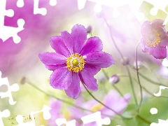 rapprochement, Colourfull Flowers, Cosmos