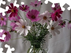 Cosmos, purple, White