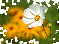 White, Cosmos