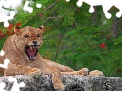 Lioness, Stone, Growling