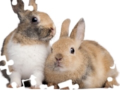 Rabbits, couple