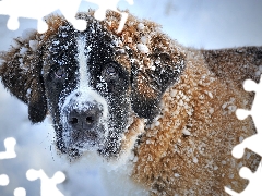 dog, A snow-covered, hair, Bernard