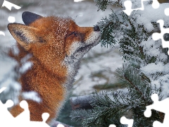 ginger, A snow-covered, twig, Fox