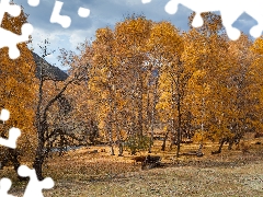 viewes, autumn, River, Cows, birch, trees