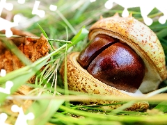 chestnut, skin, grass, cracked