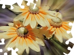 cream, gerberas, yellow