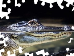 Crocodile