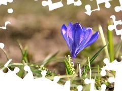 blue, crocus