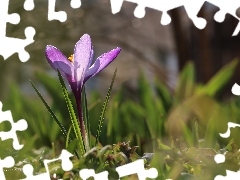 Colourfull Flowers, Violet, crocus