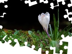 Colourfull Flowers, White, crocus