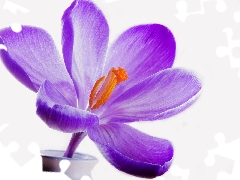 Flowers, crocus