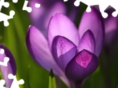 crocus, spring, Violet