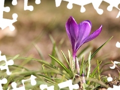 Violet, crocus