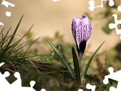 Spring, white Lilac, crocus