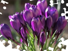 crocuses