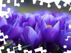 crocuses