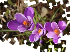 crocuses