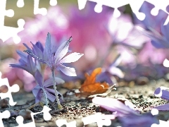 crocuses, colchicums, Autumn