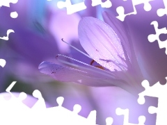 crocuses, colchicums, Autumn