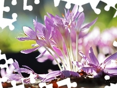 crocuses, colchicums, Autumn