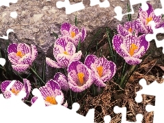 purple, crocuses