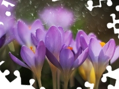 purple, crocuses