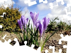 purple, crocuses