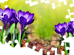 crocuses, Flowers, purple