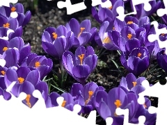 crocuses, Flowers, purple