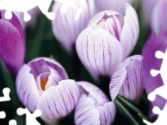 purple, crocuses